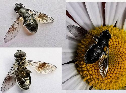 Pipiza sp.